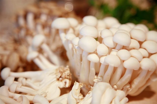 Mushroom, Cultivated, Beech, (Honshimeji), Organic, 6# Unit