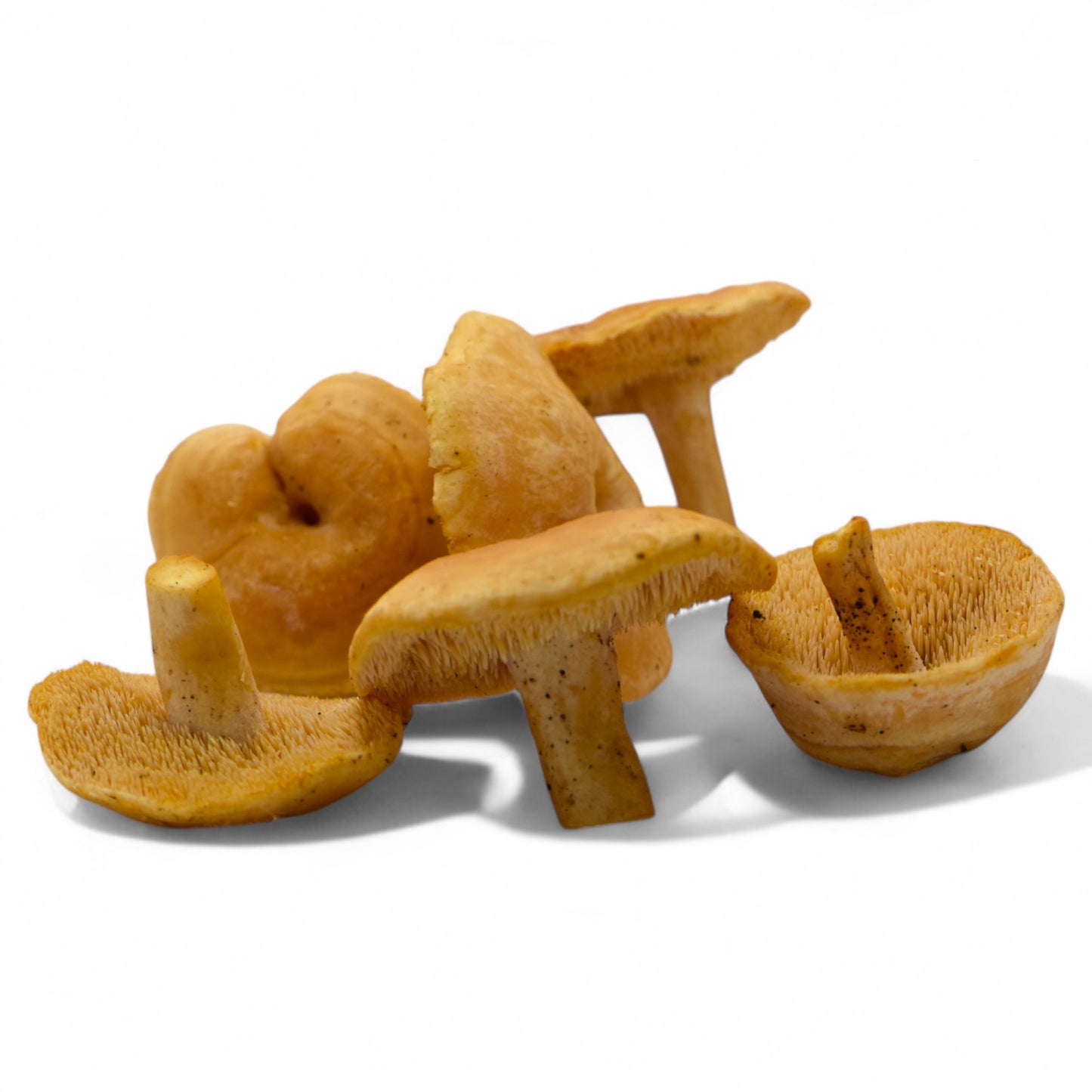 Mushroom, Wild, Hedgehogs, 5# Unit (Seasonal)