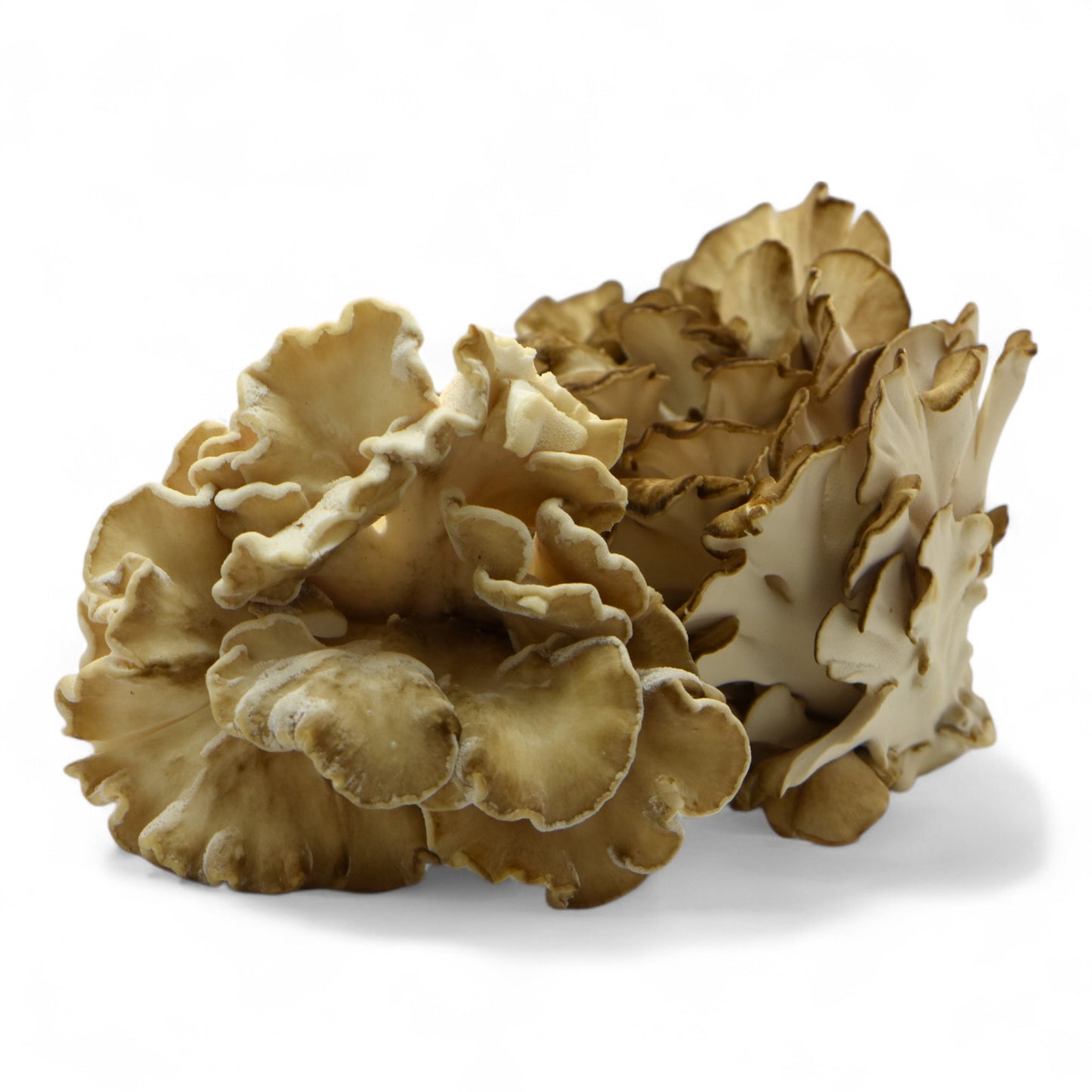 Cult Hen-of-the-woods Maitake - 5 Lb Unit