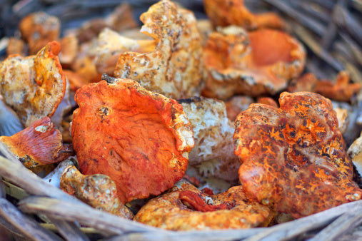 Mushroom, Wild, Lobster, Oregon, 5# Unit (Seasonal)