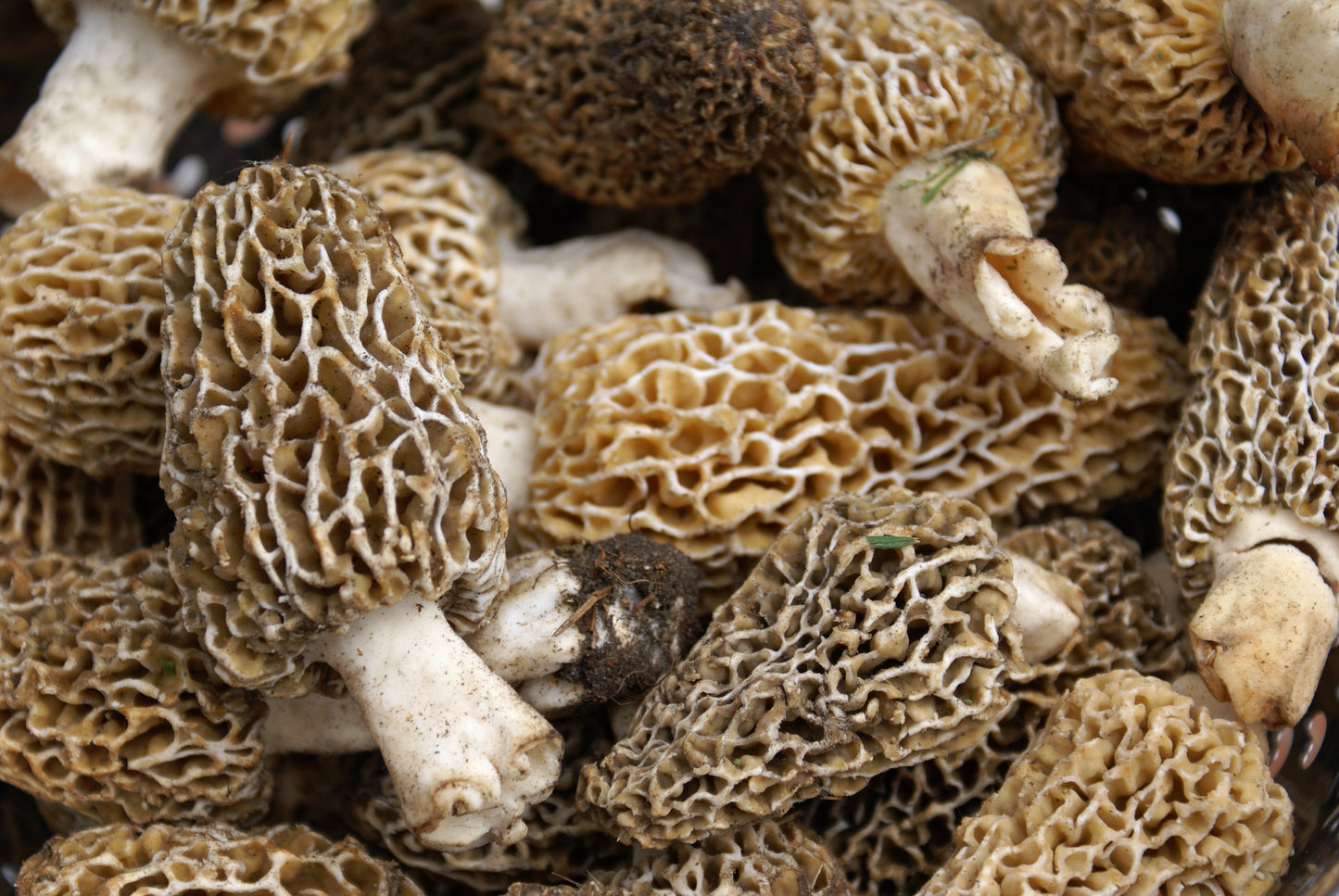 Mushroom, Wild, Morels, 1# Unit (Seasonal)