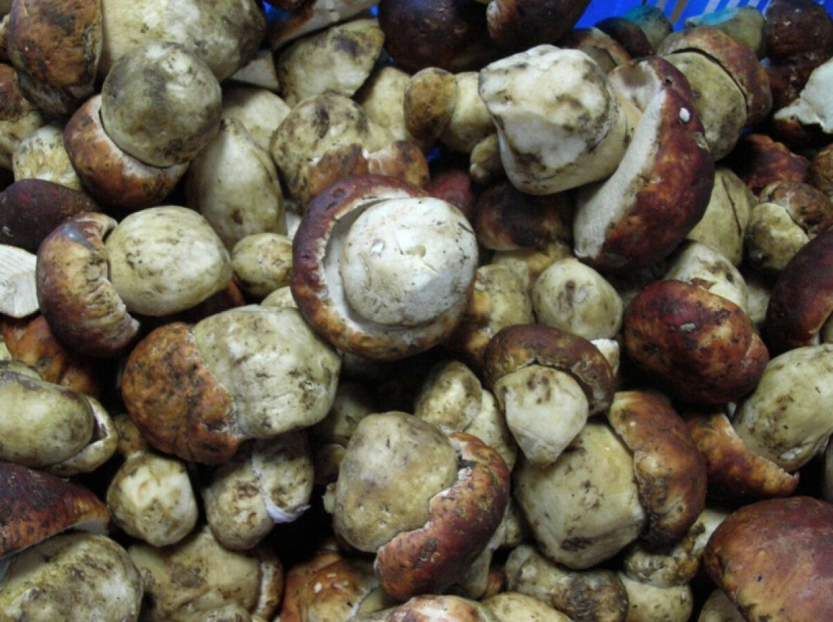 Mushroom, Wild, Porcini, 6# Cs (Seasonal)