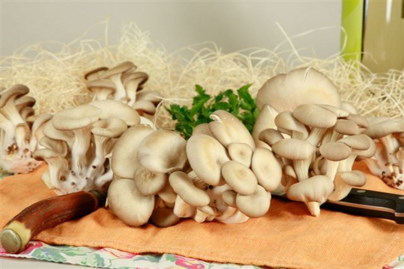 Mushroom Oyster - 5 Lb Unit