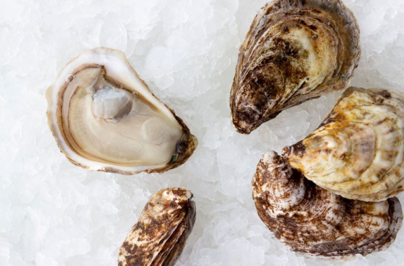 Oyster, Saint Simon, In Shell, Farmed, 100 Ct, Fresh, Ref