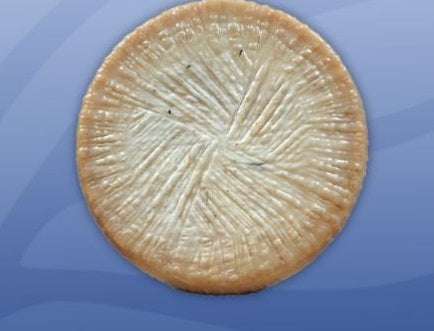 Cheese, Sheep, Sardomagno Mirto | 1 Wheel x 12 Lbs