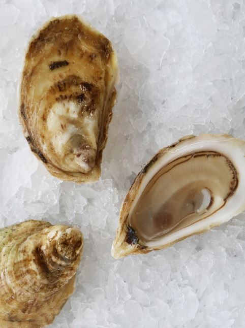 Oysters, Fortune, In Shell, Farmed, 100 Count bag