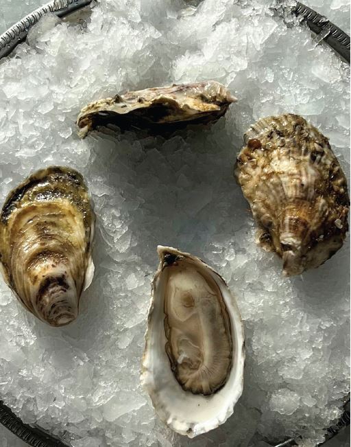 Oysters, Mere Point, In Shell, Farmed, 100 Count bag