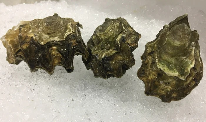 Oysters, Steamboat, Puget Sound Washington, Xs, Washed, 120 Count Bag, Avg 10 Lb Cs