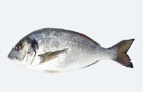 Sea Bream (Orata), Farmed, Whole, Avg 1-2 Lbs Ea | Avg 20 Lb Cs, 48 Hour Pre Order