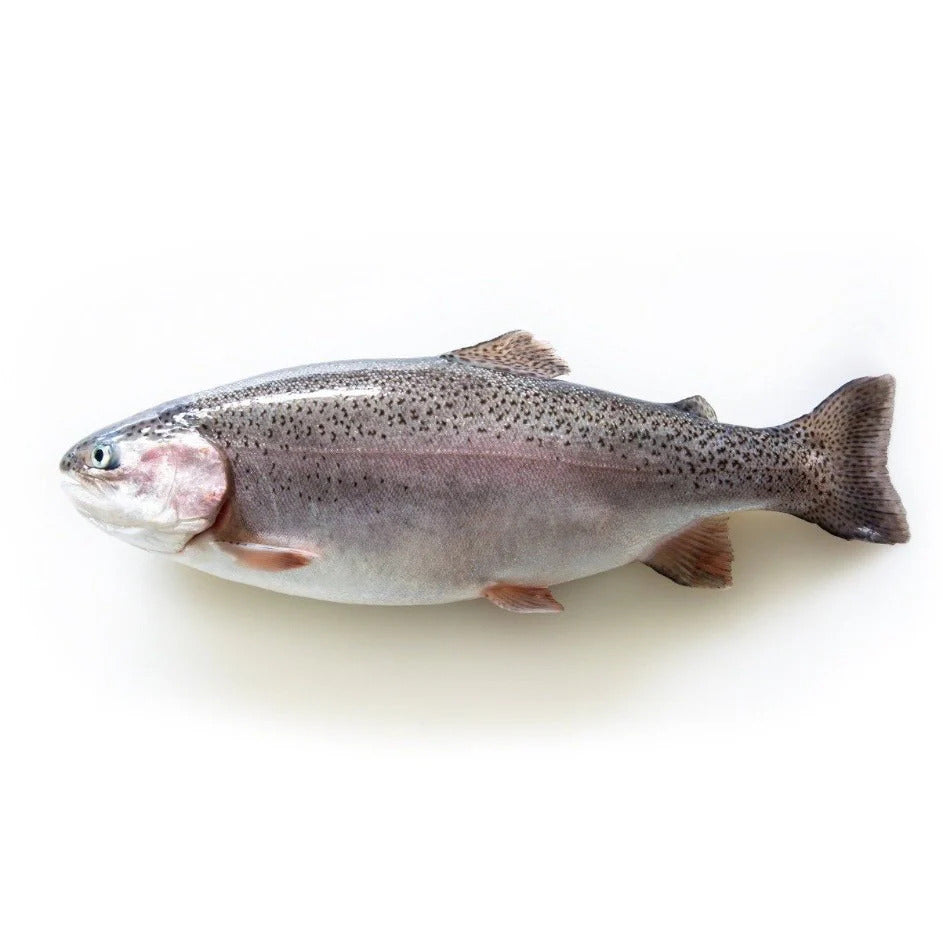 Trout, Steelhead, Whole, Farmed, RAS, 4-6 lbs avg, 30 lbs case