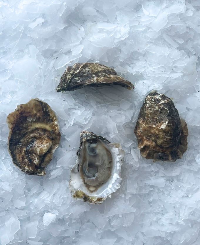 Oysters, Breakwater, In Shell, Farmed, 100 Ct, Fresh, Ref