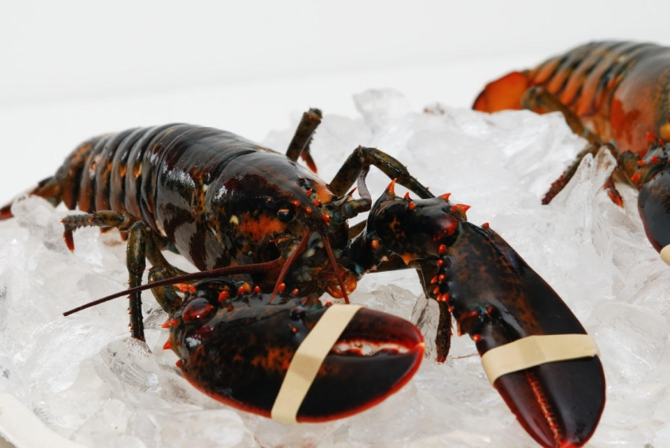 Lobster, Live, New England, 1 3/4# Ea, Appx 14 Per Cs, 25# Cs