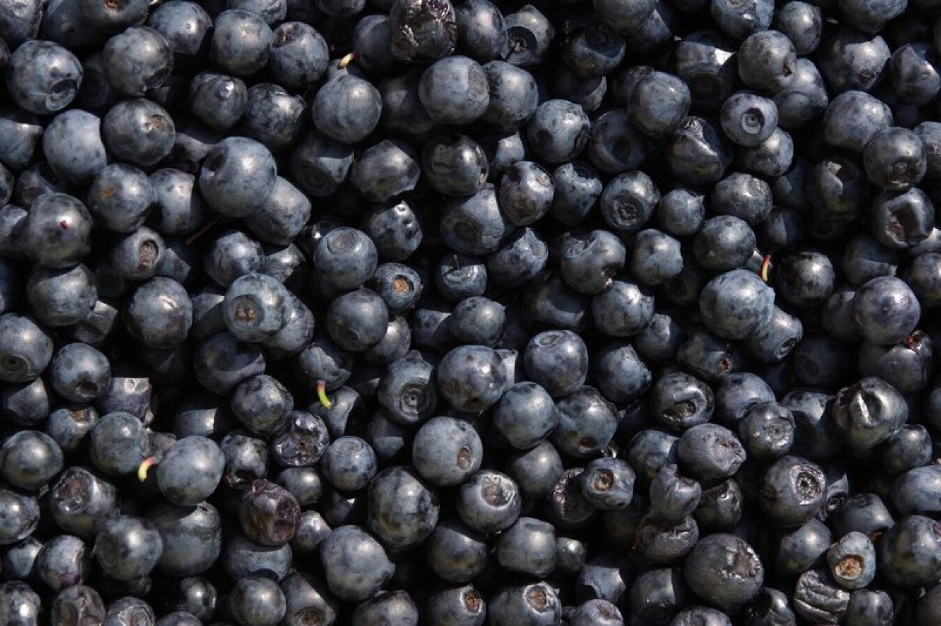 Berries, Huckleberries, Coastal, Wild, 5# Unit, Frozen