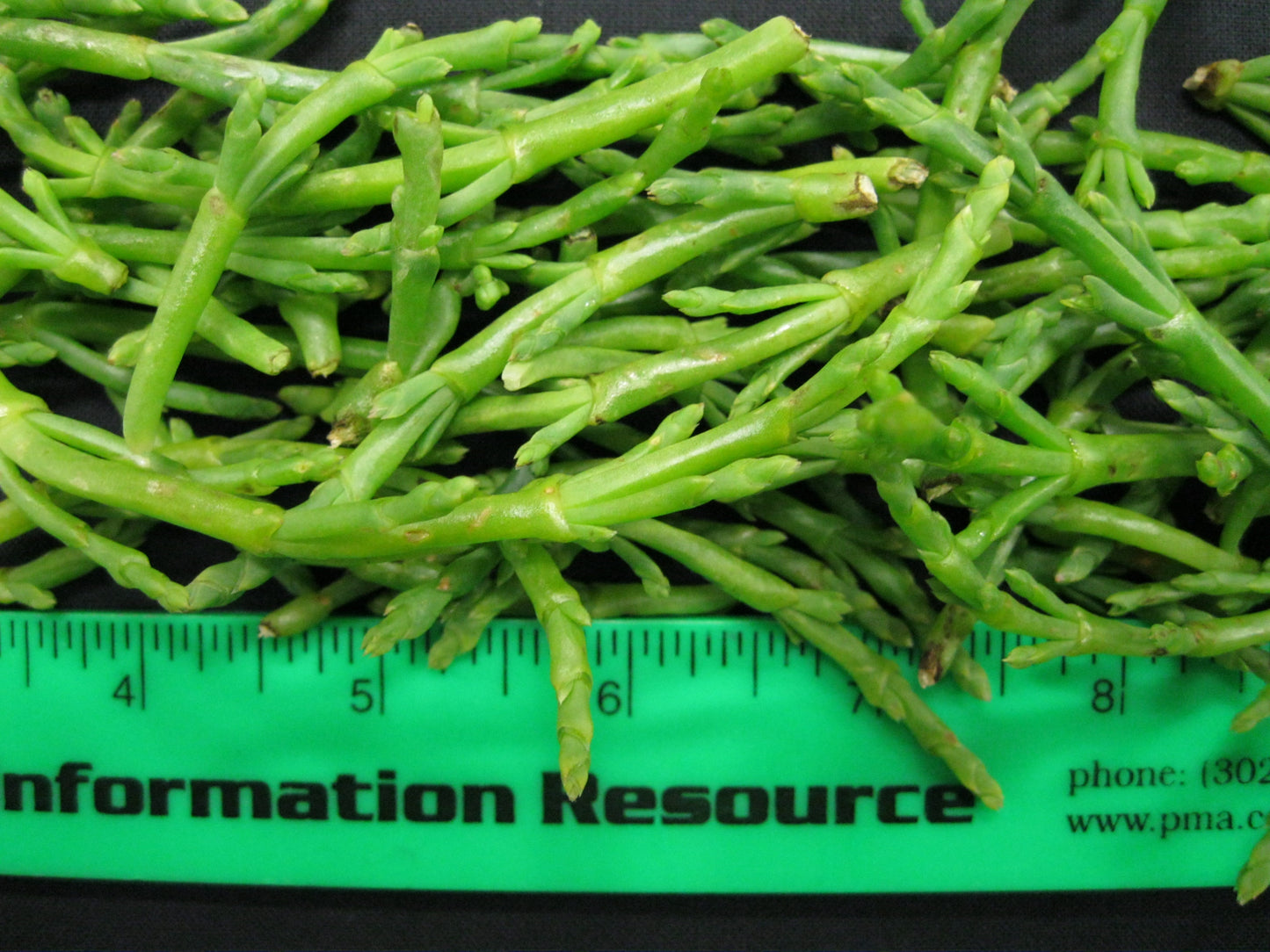 Seabeans, Wild & Cultivated, 5#