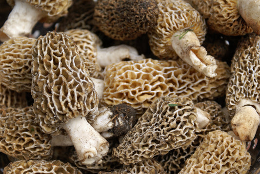 Mushroom, Wild, Morels, 1# Unit (Seasonal)