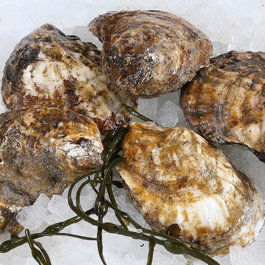 Oyster, Bluepoint, Shellfish, Day Boat, 2-5 Oz Each, 100 Count Case