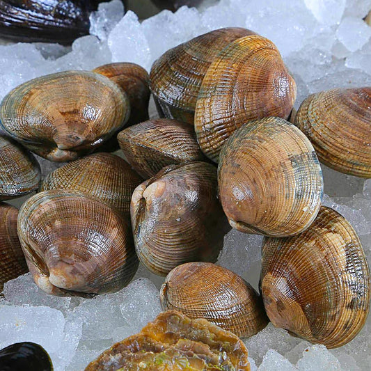 Clam, Cockle, Shellfish, Day Boat, 25 Grams Each, 10 Lbs Average Case