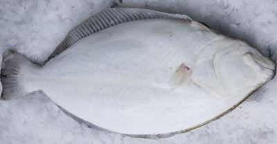 Halibut, Whole, Gutted, Scaled, Day Boat, 15-20 Lbs Each, 17 Lbs Average Case, Fresh