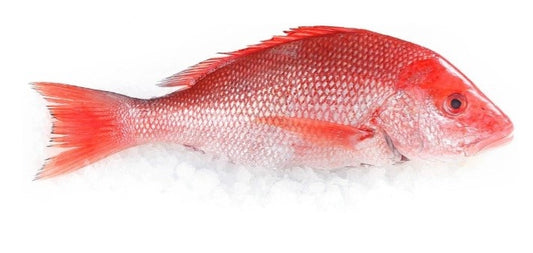 Snapper, Red, Whole, Gutted, Scaled, Wild, Day Boat, 2-8 Lbs Each, 10 Lbs Average Case, Fresh