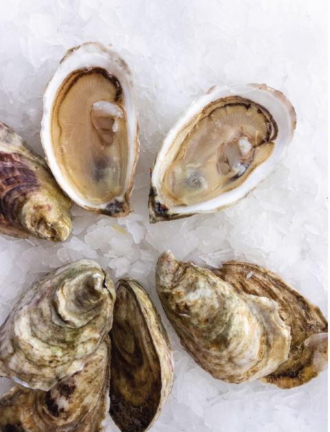 Oysters, Blish Point, In Shell, Farmed, 100 Count bag