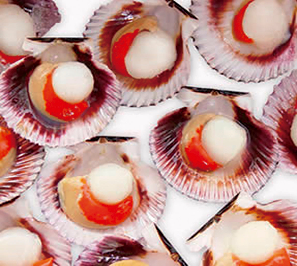 Scallops, Peru, On Halfshell, Avg 1 Lb, 144 Ct Case, Frozen