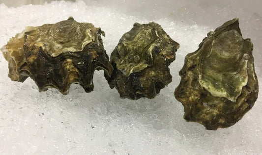Oysters, Steamboat, Puget Sound Washington, Xs, Washed, 120 Count Bag, Avg 10 Lb Cs