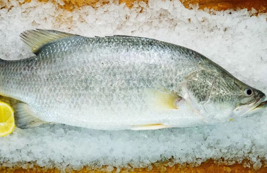 Barramundi, Wild, WGS, Avg 7.5 Lbs Each, Avg 20 Lb Cs, Fresh
