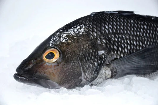 Sea Bass, Black, Wild, East Coast, WGS, Avg 1.5-2 Lbs Each |Avg 20 Lb Cs, Fresh