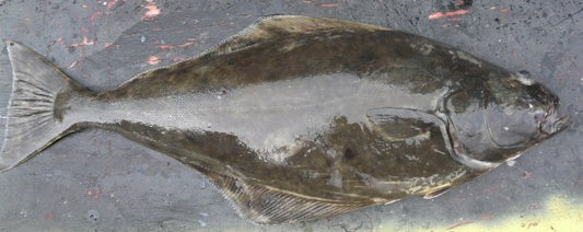 Halibut, Pacific Coast, Head On, Gutted, Ike Jime Preparation, Avg 7-8 Lb Each, Avg 21 Lb Cs