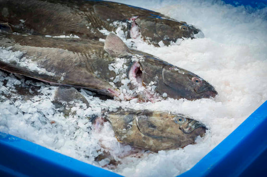 Halibut, Northern, Head-Off, Gutted, Avg 30 Lbs Each, Avg 30 Lb Cs
