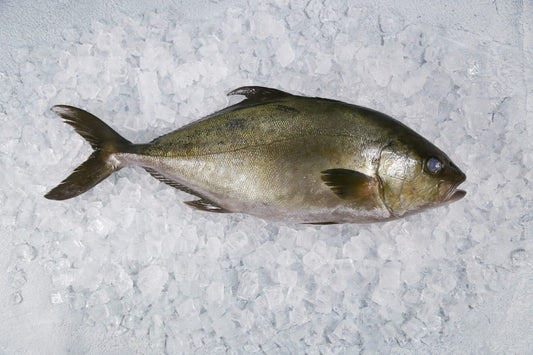 Kampachi, Baja, Whole, Avg 5.5 Lb Each, Avg 20 Lb Cs