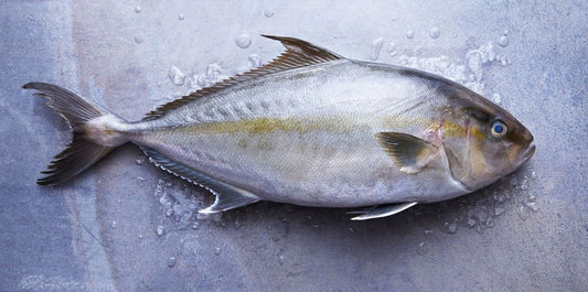 Kampachi, Hawaiian, Whole, Avg 5.5 Lb Each, Avg 20 Lb Cs