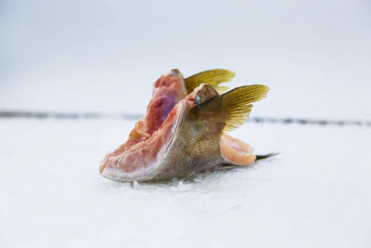 Kampachi, Collars, Hawaiian, Avg 1 Lb Each, Avg 5 Lb Cs, Frozen