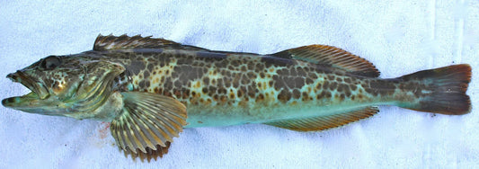 Lingcod, Head-Off, Gutted, Avg 10-20 Each, Avg 20 Lb Cs, Fresh