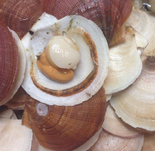Scallops, Sea, Live In Shell, Large, Avg 12 Oz Each, Avg 10 Lb Cs