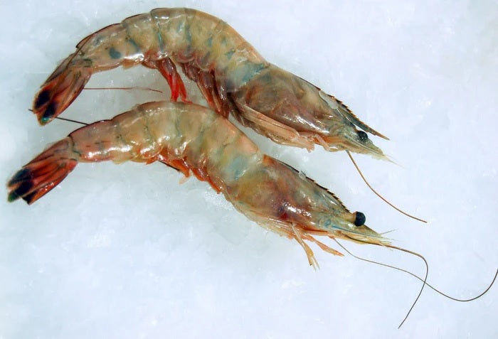 Shrimp, Raw, Peeled, Tail-On, IQF, 8-12 Pcs Per Pound, Avg 10 Lbs Cs, Frozen