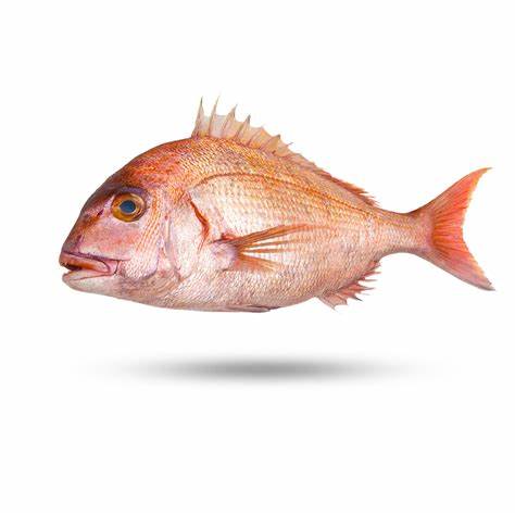 Snapper, Tail, Wild, Whole, Small, Avg 1-2 Lbs Each, Avg 20 Lb Cs, Fresh