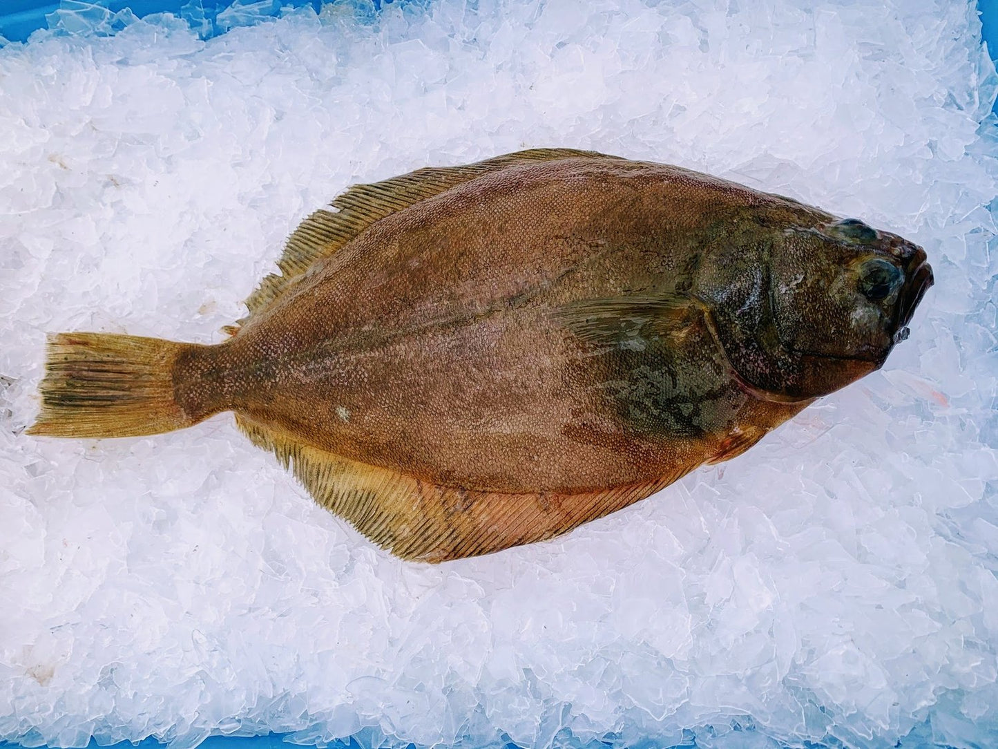 Sole, Petrale, Pacific Northwest, Wild, Whole, Avg 2 Lbs Each, Avg 20 Lb Cs, Fresh