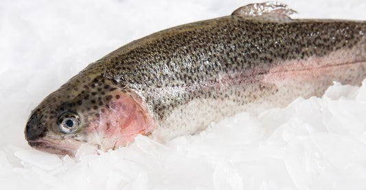 Trout, Farmed, Whole, Gutted, Fresh, Avg 8.5 Lbs Ea | Avg 20 Lb Cs