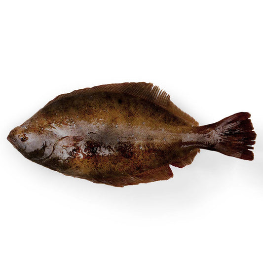 Fluke, Wild, Whole, Fresh, Avg 2-4 Lbs Ea | Avg 20 Lb Cs