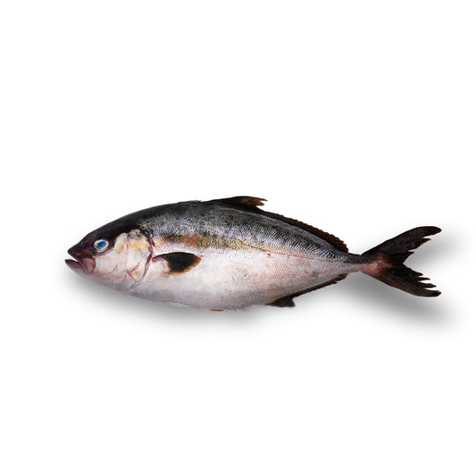 Kanpachi, Hawaiian, Farmed, Whole, Fresh, Avg 5 Lbs Ea| Avg 20 Lb Cs