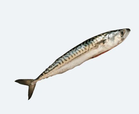 Mackerel, Spanish, Wild, Whole, Fresh, Avg 2-3 Lbs Ea | Avg 20 Lb Cs , 48 Hour Pre Order