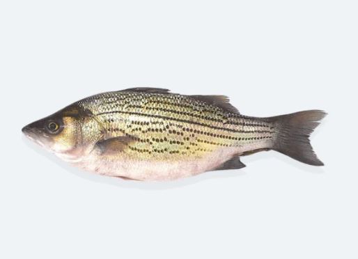 Bass, Striped, Farmed, Whole, Hybrid, Avg 2-4 Lb Ea | Avg 20 Lb Cs
