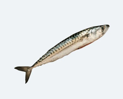 Mackerel (Saba), Whole, Large, 400-600 Gr Ea | Avg 22 Lb Cs