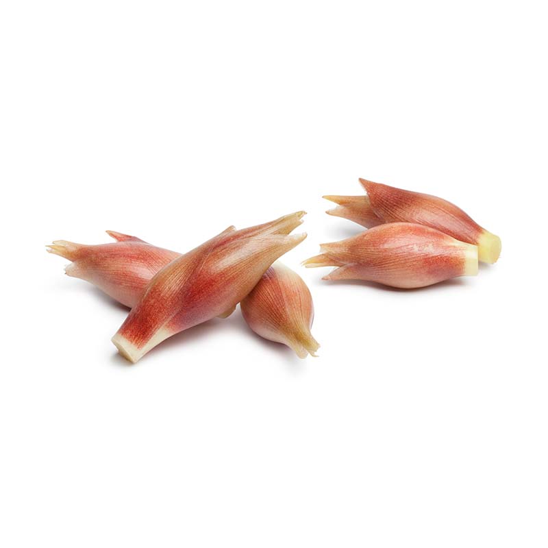 Myouga | 3-4 Ct