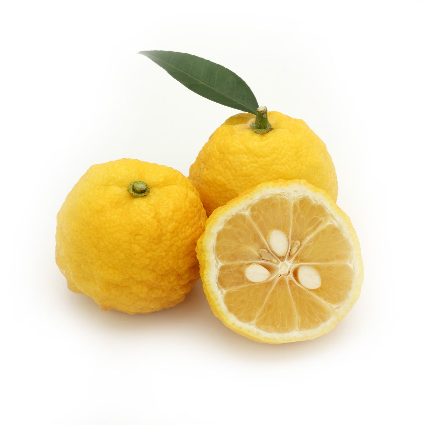 Yuzu, 6-8 Pc  | Avg 1 Lb Cs