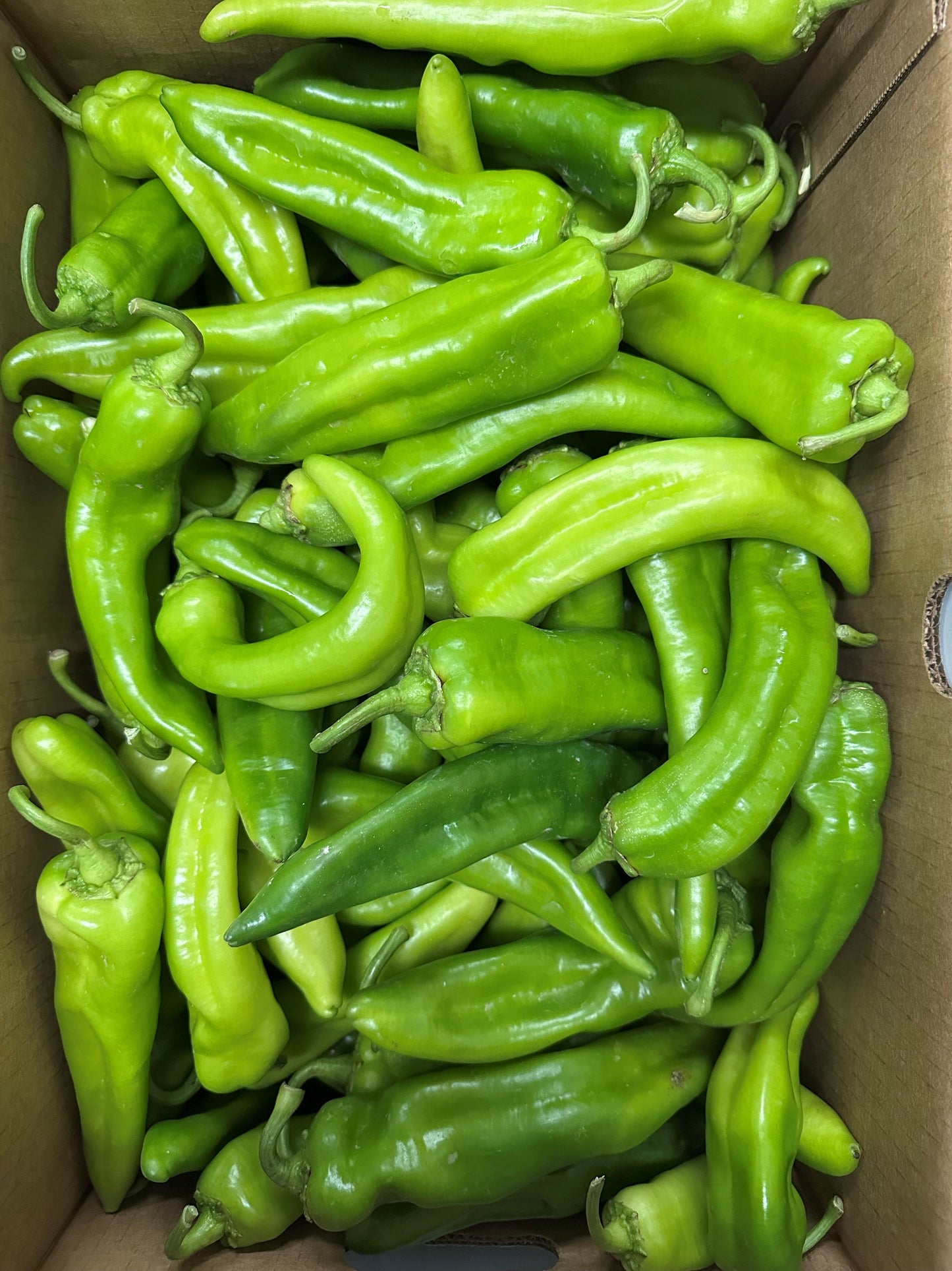Chiles, Hatch Green, Fresh, Hot, 25 Lbs Case