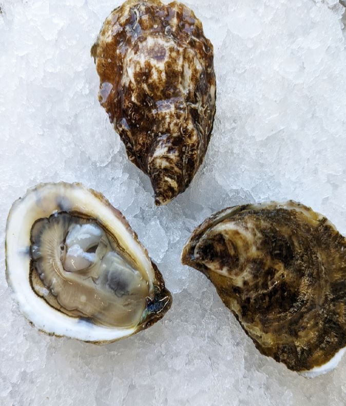 Oysters, East Beach Blond, In Shell, Farmed, 100 Ct, Fresh, Ref