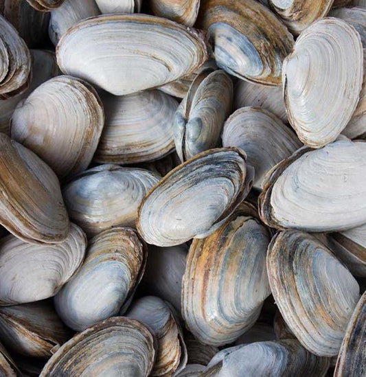 Clams, Steamer, Perfectly Purged, Wild, Half Bushel, 25 Lbs Case, Fresh, Ref