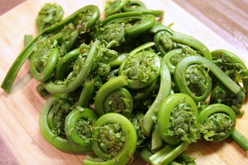 Ferns, Fiddlehead, Pacific Coast, Wild, 5# (Seasonal)